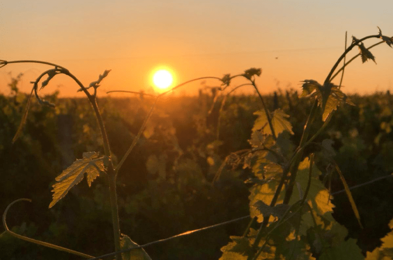 domaine de mougnac vigne viticulteur vin rosé rouge jus de raisin angoulême