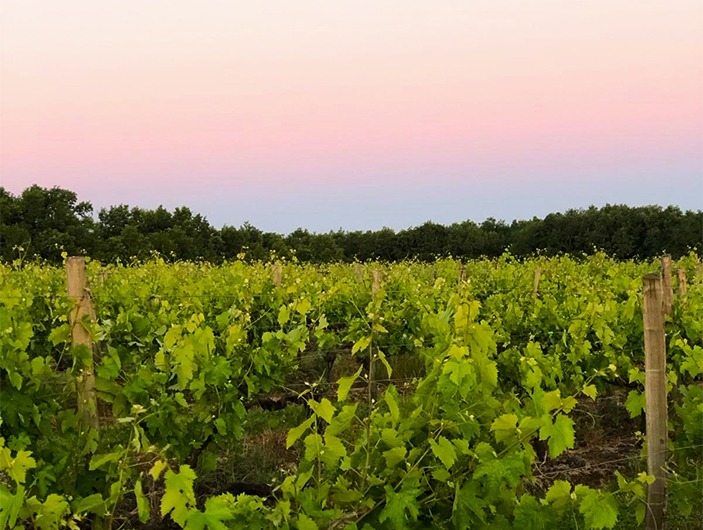 domaine de mougnac vignoble angouleme